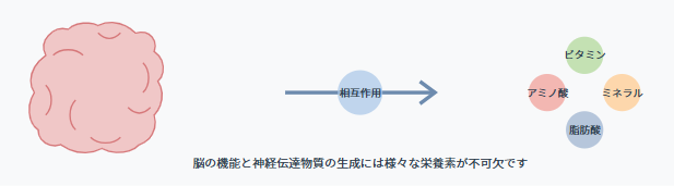 脳と栄養の密接な関係