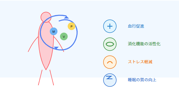 なぜ軽い運動が栄養吸収に良いの？